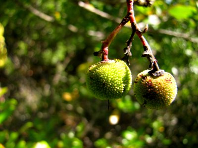 Plant Fruit Tree Food