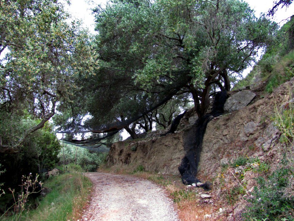 Plant Plant Community Natural Landscape Tree