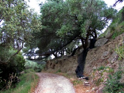 Plant Plant Community Natural Landscape Tree
