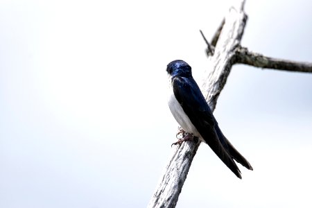 Oiseau (Hirondelle Bicolore) 223 photo