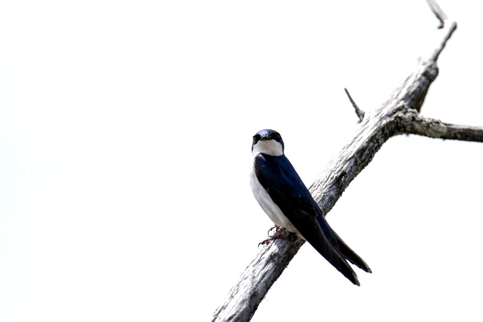 Oiseau (Hirondelle Bicolore) 222