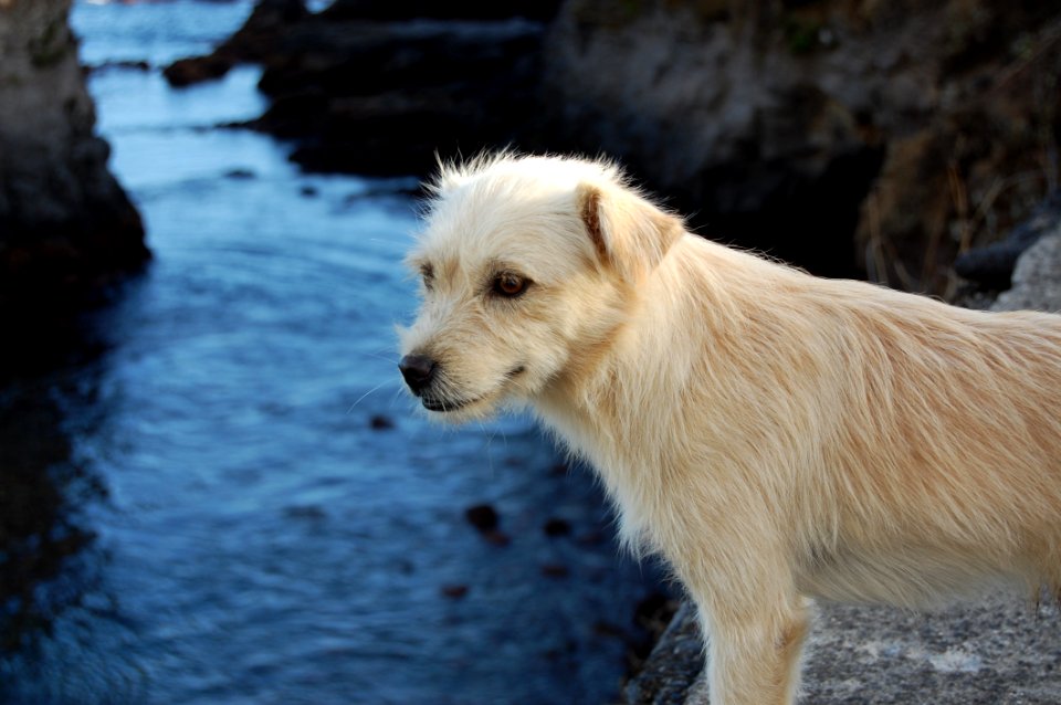 Close-up Of Wet Dog By Lake