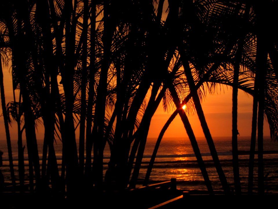 Sunset And Palm Trees