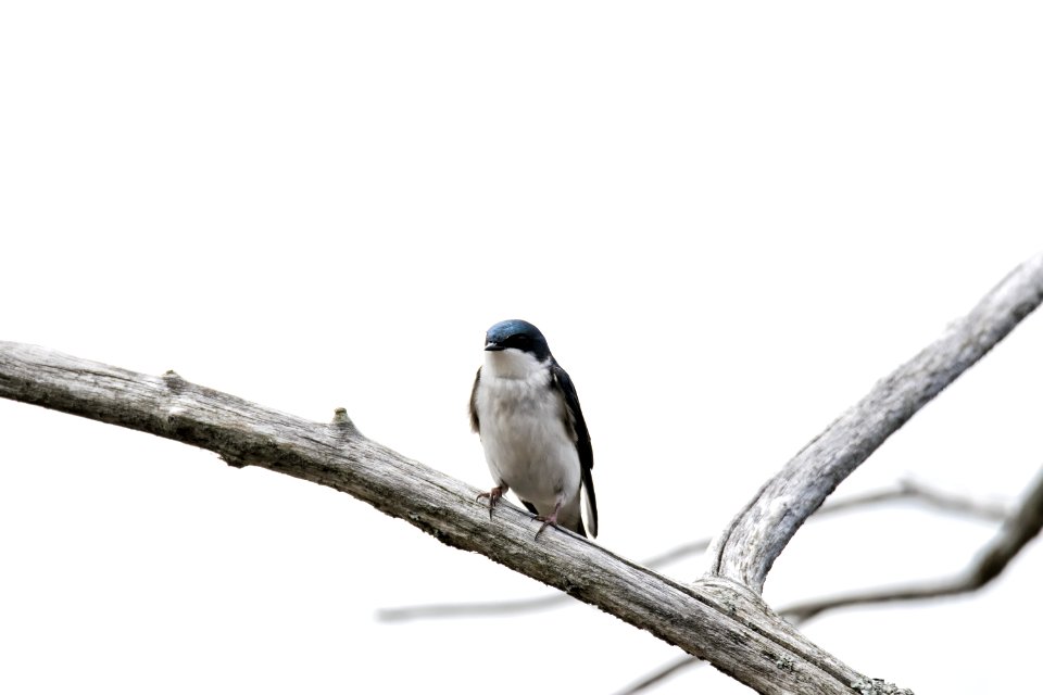 Oiseau (Hirondelle Bicolore) 211