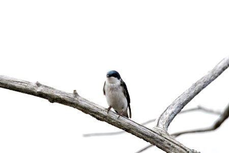 Oiseau (Hirondelle Bicolore) 211