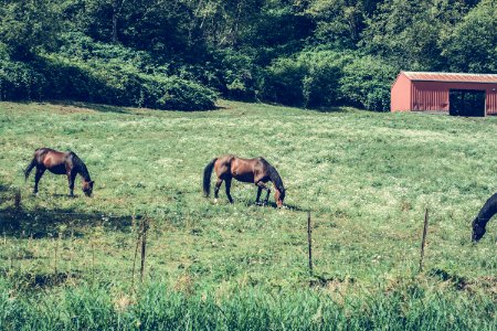Horses On Pasture photo