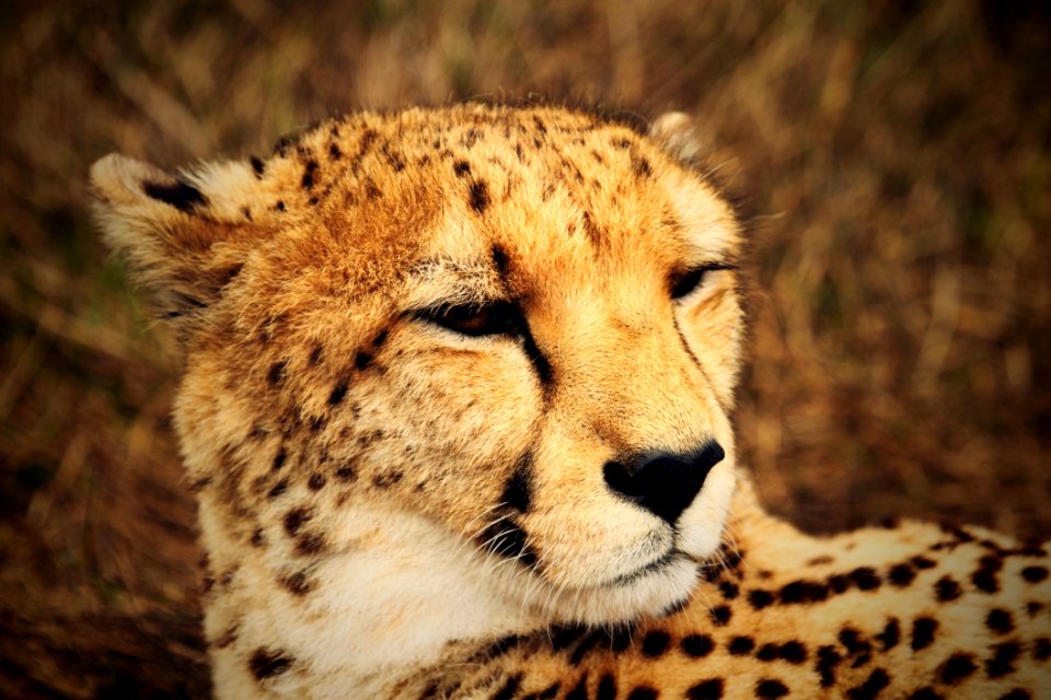 Close Up Of Cheetah
