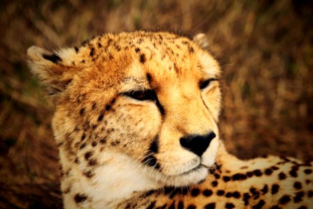 Close Up Of Cheetah
