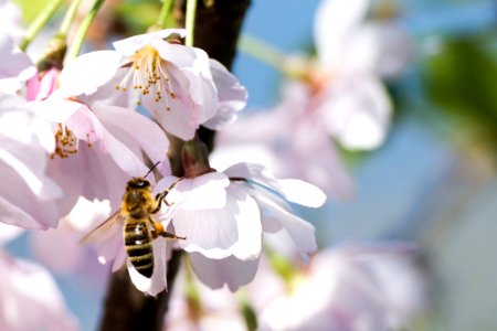 Bee On Cherry Blossoms photo