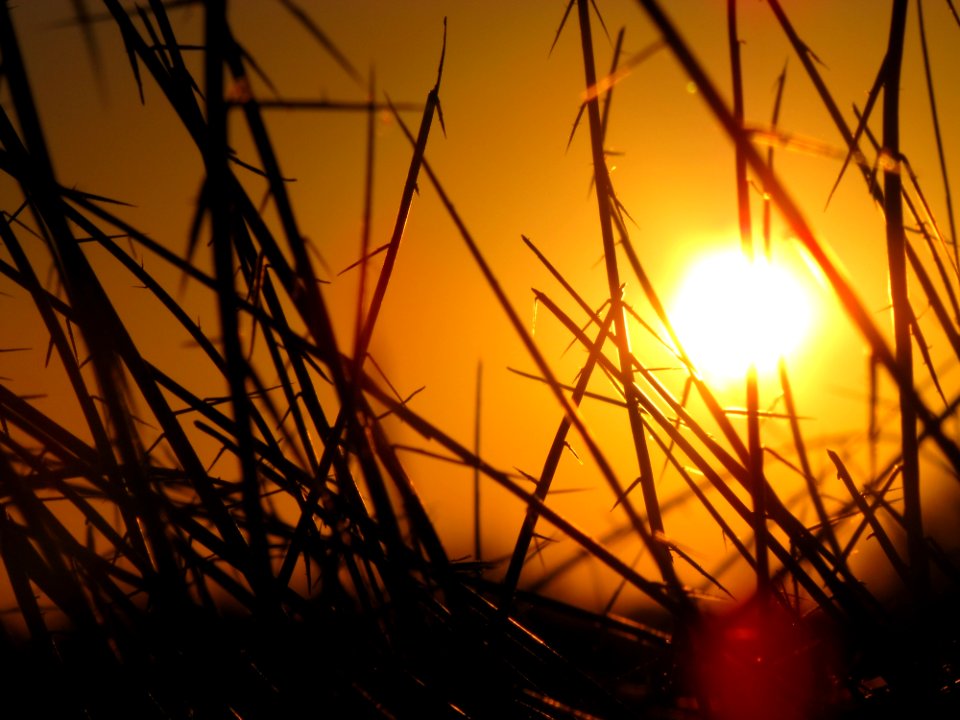 Sun Sky Branch Sunrise