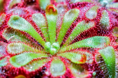 Vegetation Plant Flora Carnivorous Plant