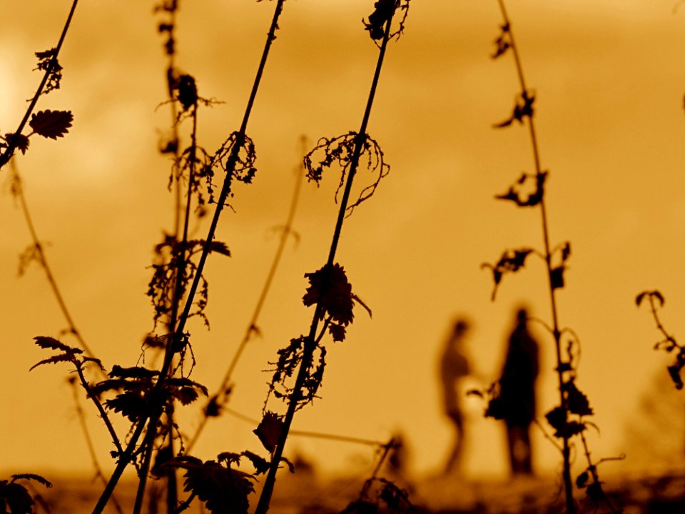 Branch Sky Twig Morning