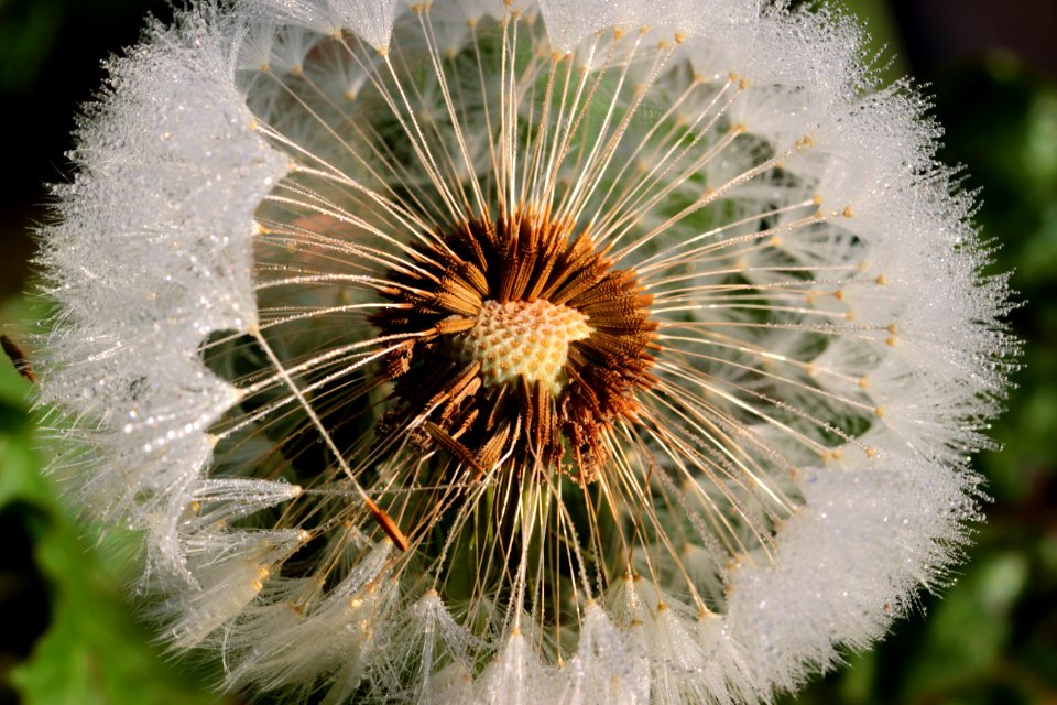 Flower Dandelion Flora Plant