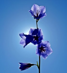 Flower Blue Flora Flowering Plant