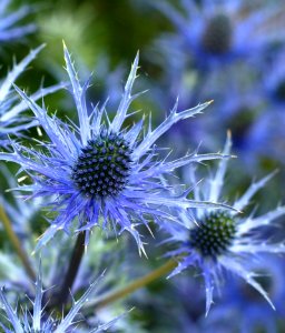 Flower Plant Thistle Flora
