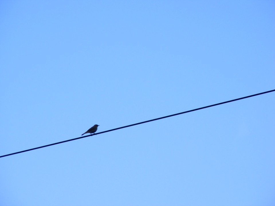 Sky Bird Technology Line