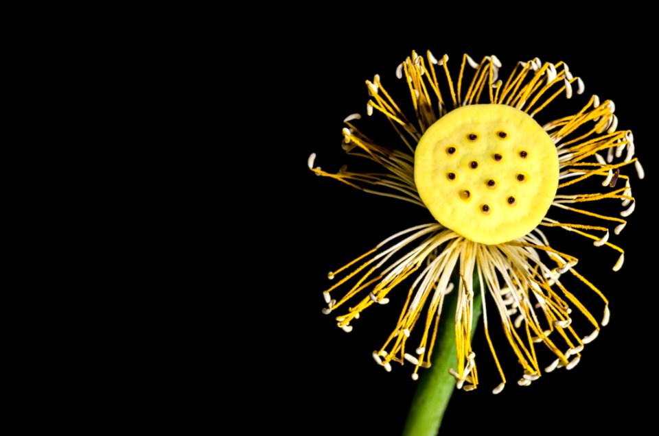 Flower Yellow Close Up Flora