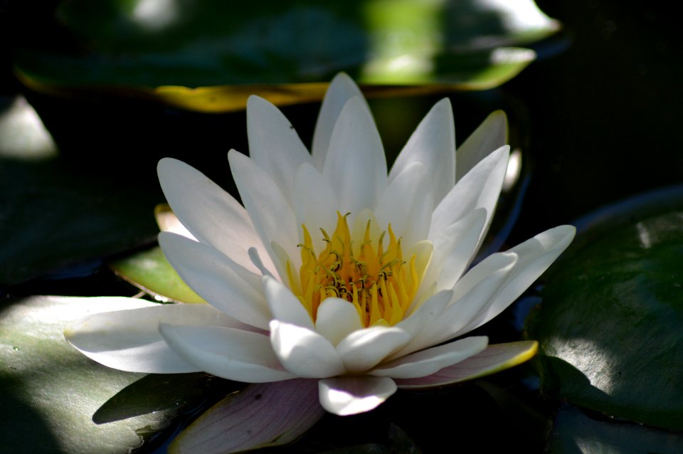Flower Flora White Yellow