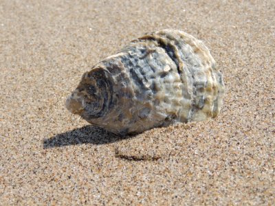 Sea Snail Seashell Terrestrial Animal Snail photo