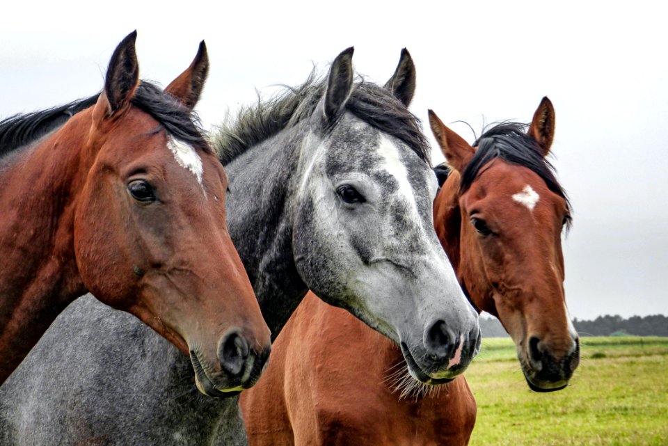 Horse Horse Like Mammal Mane Mare