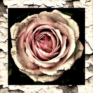 Flower Pink Rose Rose Family