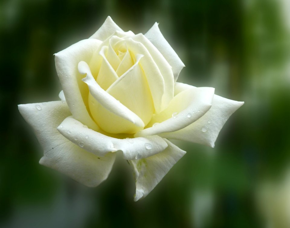 Flower Rose Rose Family White