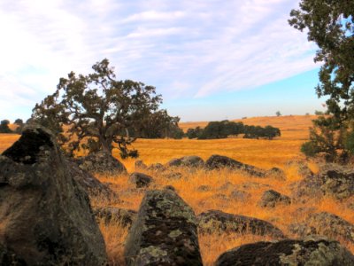 Scott Road Landscape Sacramento