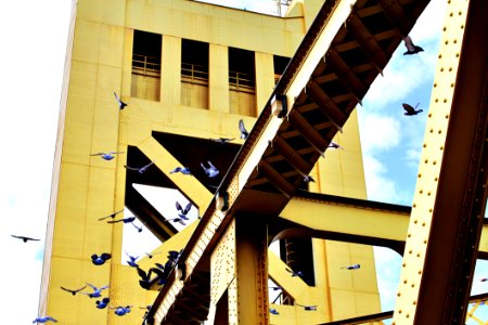Birds Landing On A Bridge