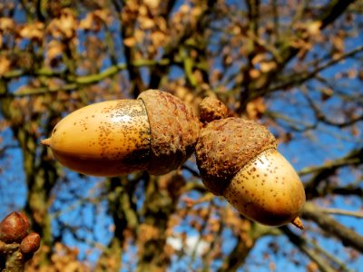 Brown Acorn