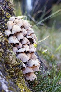 Nature natural group