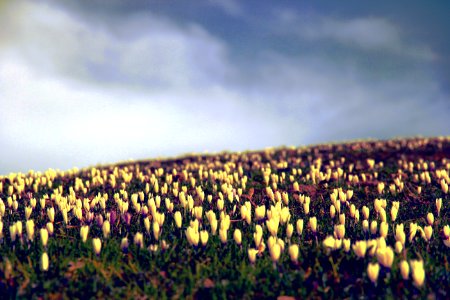 Crocus Flowers Meadow photo