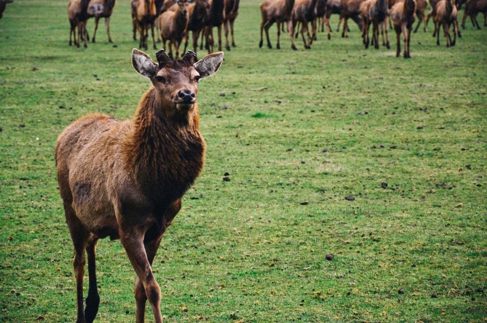 Brown Short Coated Mamml On Green Grass Fields photo