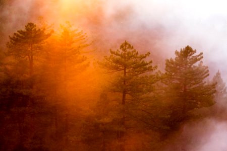 Pine Trees Fog Sunrise photo