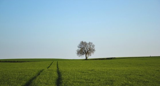 Landscape Lonely Tree