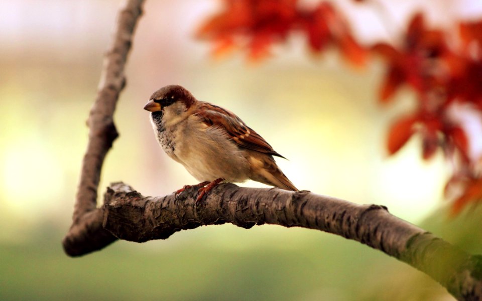 Brown And White Fur Bird At Brown Tree Branch