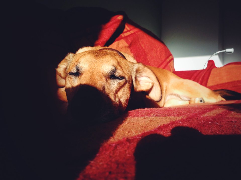Brown Short Coat Dog On Red Couch