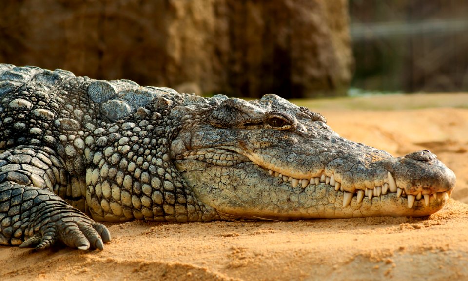 Black Crocodlie Lying On Ground