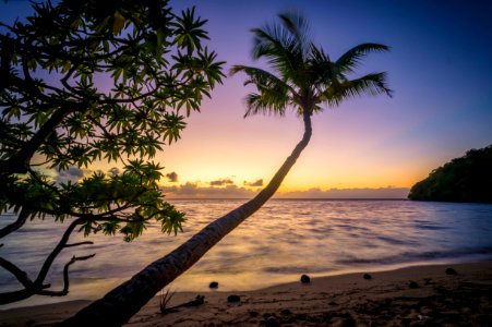Ocean Sea Evening Palm Trees Sunset