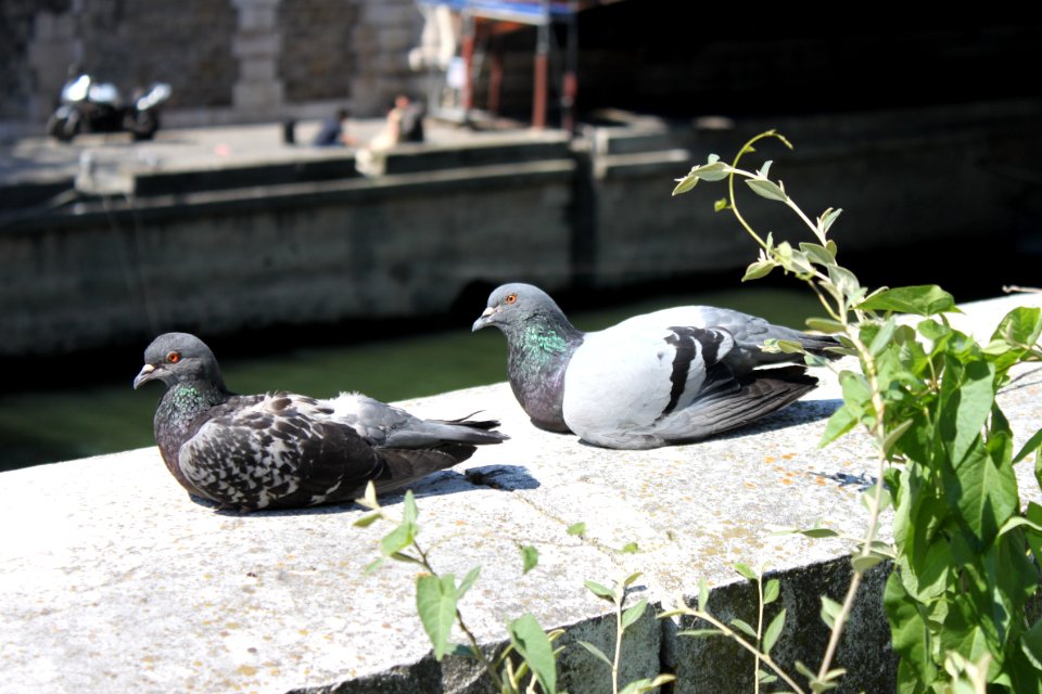 Pigeon In Paris France