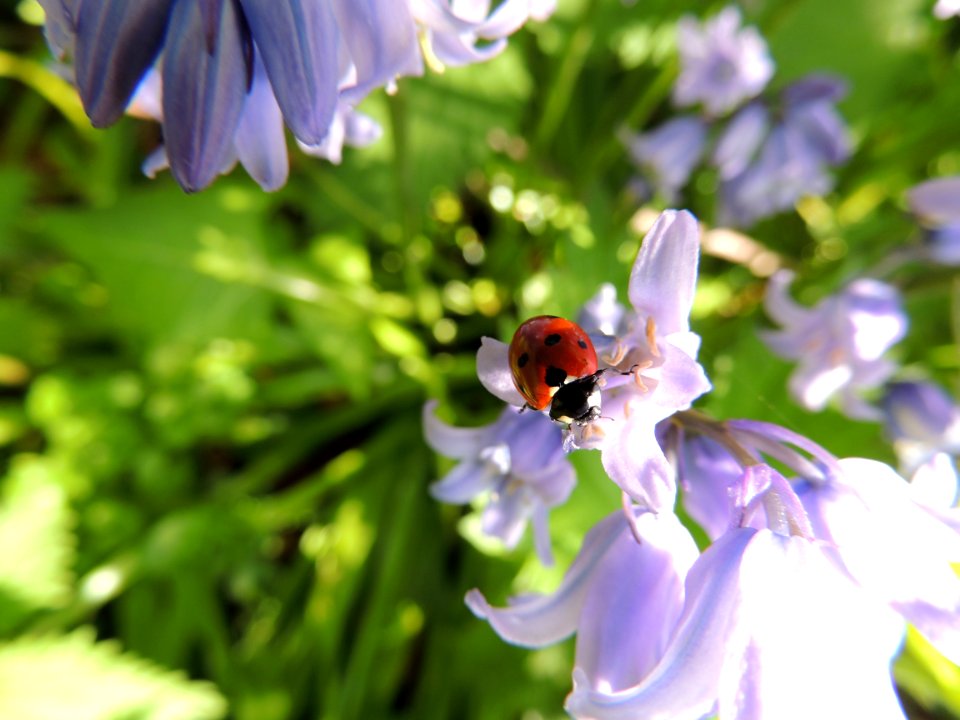 Ladybug On Pink Petaled Flower During Daytime