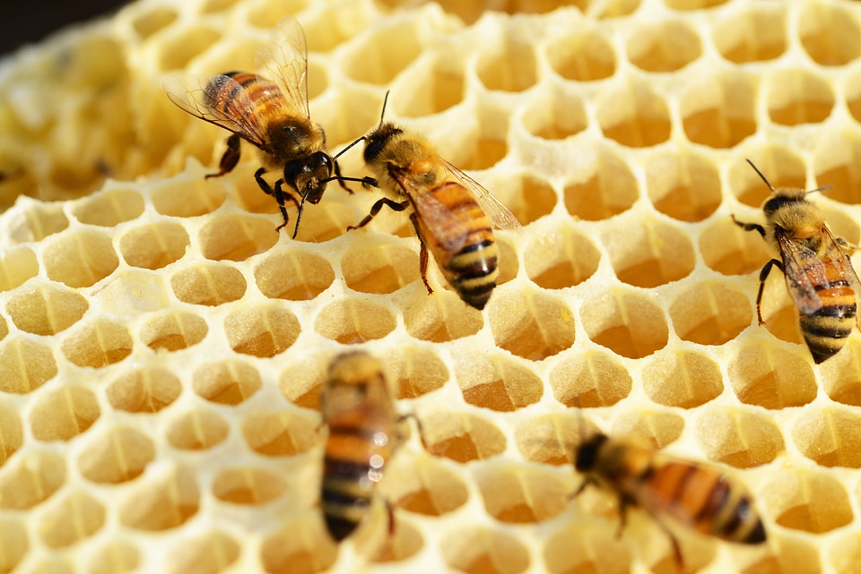 Honey bees honeycomb buckfast