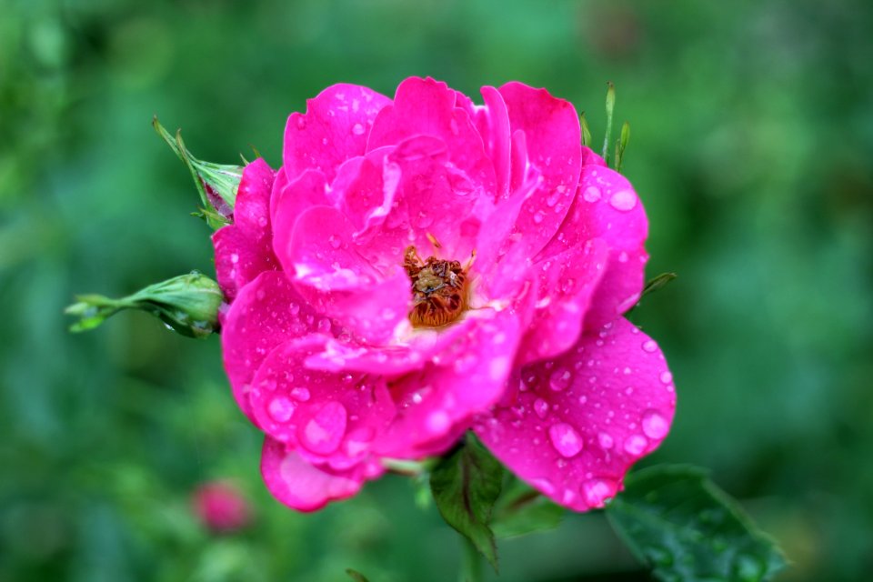 Red Rose In Rain