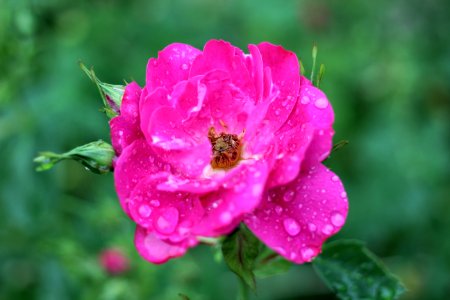 Red Rose In Rain