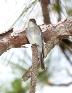 573 - EASTERN WOOD-PEWEE (6-6-2017) Croatan Nat Forest Carteret Co Nc -04