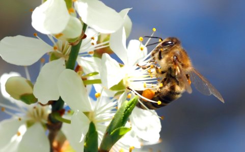 Honey Bee Bee Insect Blossom photo