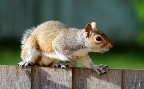Squirrel Fauna Mammal Chipmunk