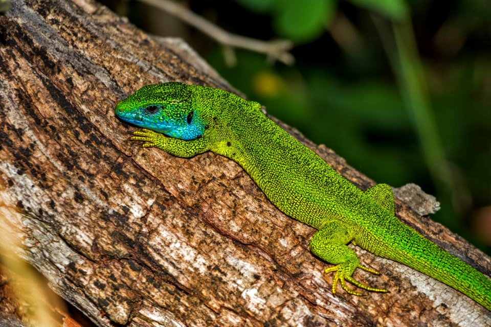 Reptile Lizard Scaled Reptile Lacertidae