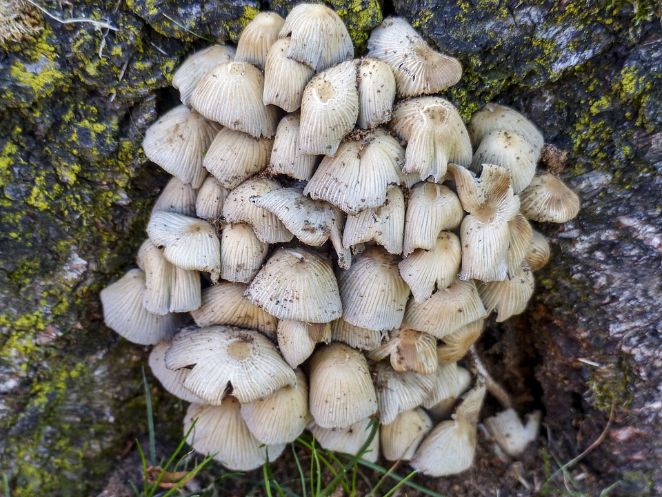 Nature natural group