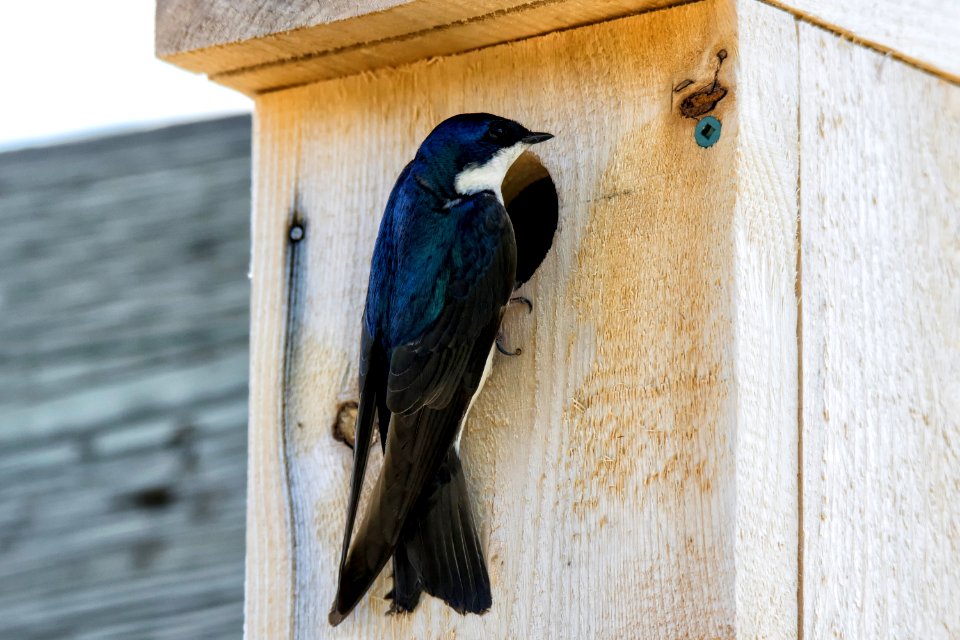 Oiseau (Hirondelle Bicolore) 241