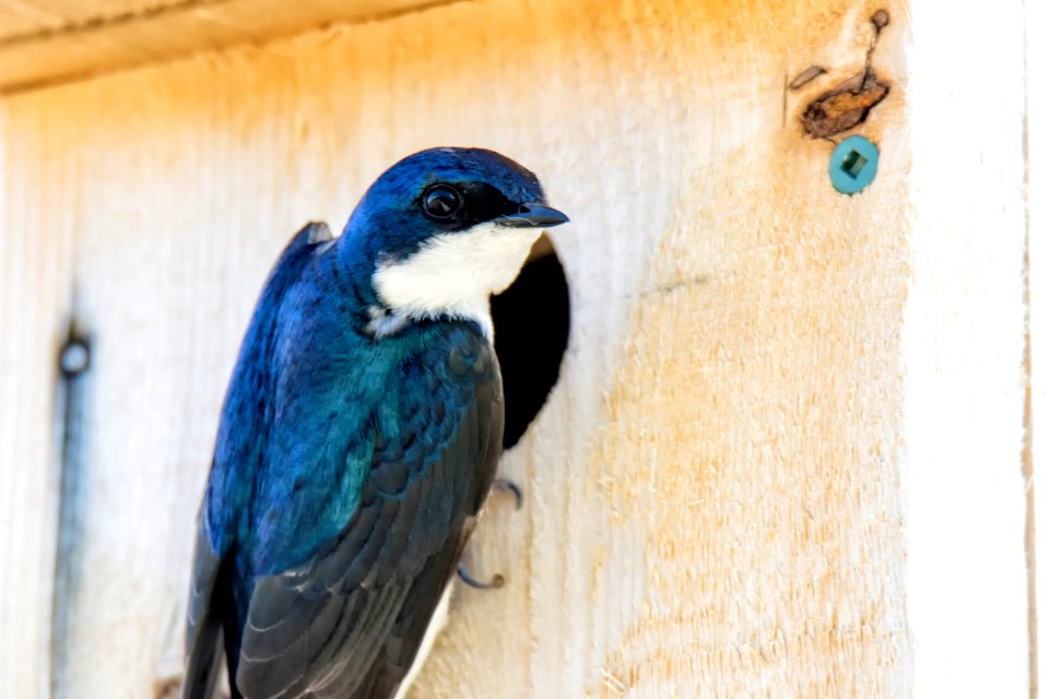 Oiseau (Hirondelle Bicolore) 242